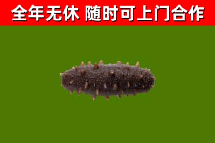 梁山烟酒回收干海参.jpg